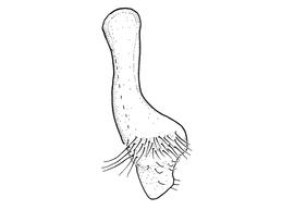   Anthidium formosum  male, diagram showing ventral view of seventh sternum (S7), diagram from Gonzalez and Griswold 2013 
